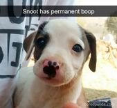 40 Hilarious Animal Pictures That Are Priceless –