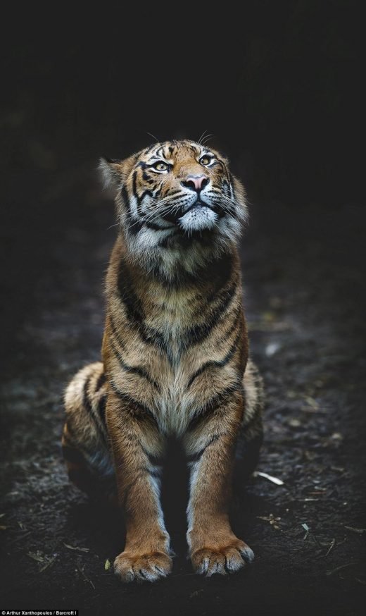 How can you help the World’s most endangered species?