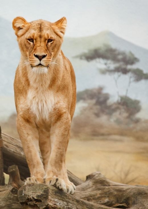 26 Breathtaking Wild Animals