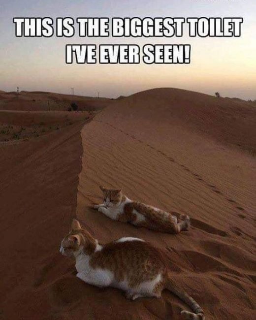 20 Funny Animals for Caturday and Beyond –