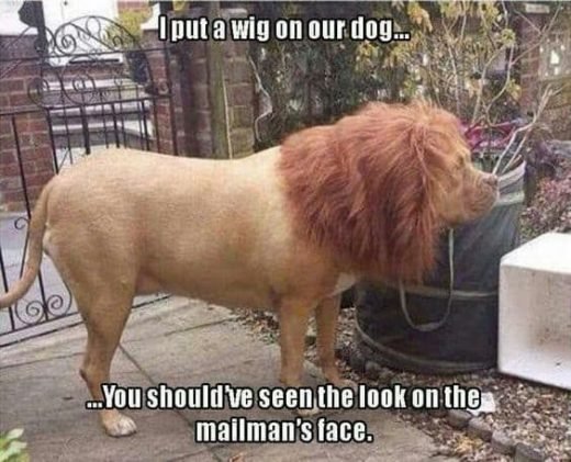 25 Pics Funny Dog Memes to Cheer You Up on a Bad Day