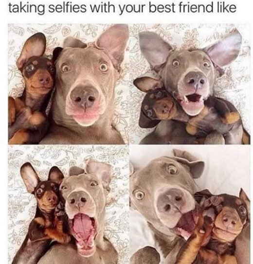 30+ Funny Doggo Memes That Will Get Your Tail Wagging