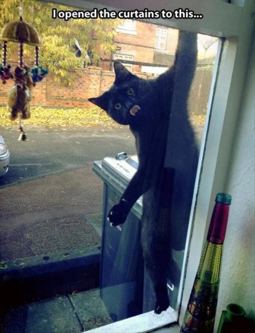 Funny Animal Picdump of The Day 199 (24 Photos)