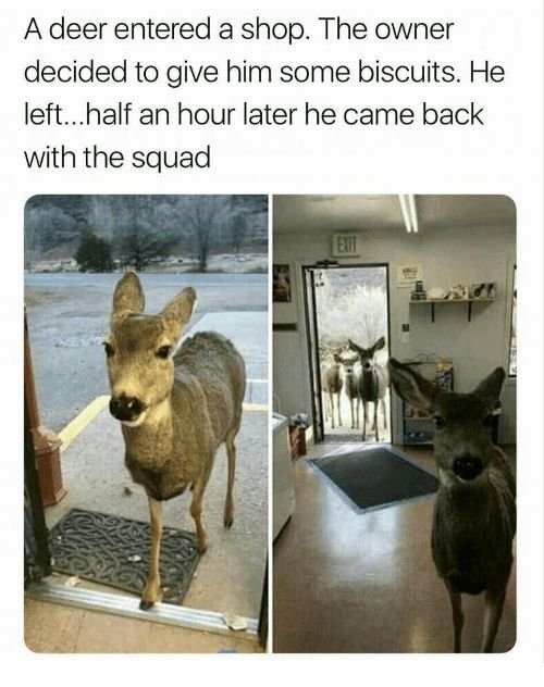 14 Times Animals Had The Best Time With Their Squad (Memes)