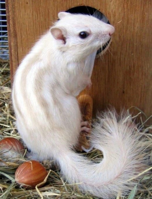 35 Rare Photos Of Albino Animals Like None You’ll See In Real Life