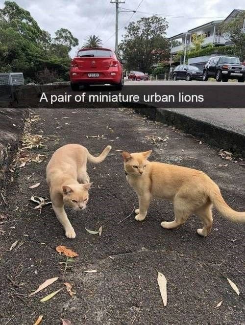 A Collection Of Fresh Animal Memes To Start The Day With a Big Smile