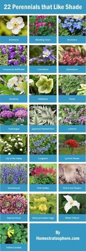 101 Perennials that Do Well in Shade (A to Z)