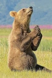 14 Adorable Animals Praying For The Weekend