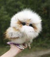 16 Adorable and Ultra Fluffy Animals Will Melt Your Heart