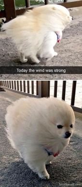 25 Pics Funny Dog Memes to Cheer You Up on a Bad Day