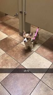 30+ Funniest Animal Snapchats of All Time