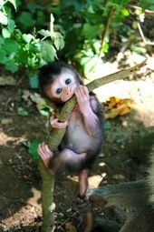 45 Teeny Baby Animals You’ll Want to Put in Your Pocket