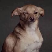 Ariana Grande’s beagle-chihuahua mix, Toulouse:
