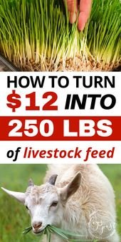 How to turn $12 into 250lbs of livestock feed using a DIY fodder system!