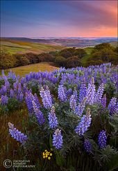 Lupine Perfection