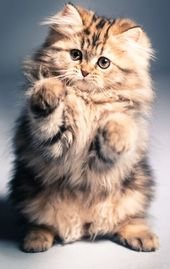 Maine Coon Temperament