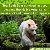 10 Crazy WTF Facts About Bears