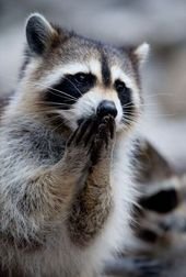 14 Adorable Animals Praying For The Weekend