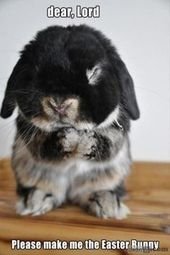 15 Hilarious and Adorable Bunny Memes
