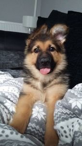 58 Adorable Animals To Help Get You Through The Day | FallinPets