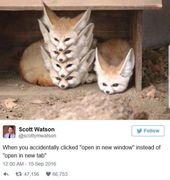 An Assortment Of Cute And Funny Animal Memes (30 Memes)