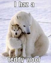 Animal Memes Of The Day 30 Pics – Ep26 #memes #animalmemes #lovelyanimalsworld – Lovely Animals World