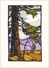 California Redwood