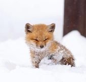 Cute Baby Animals That Will Make You Go ‘Aww’ – Top5