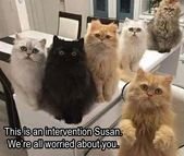 Funny Animal Picdump of The Day 184 (23 Photos) – humorside