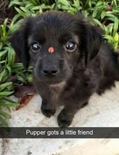 Dogs are the true goodboys of Snapchat – 30 Pics – Funnyfoto – Page 12