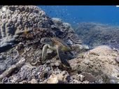 Google Takes Street View Into the Oceans