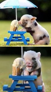 Just a piglet eating an ice cream cone at a tiny picnic table with a tiny umbrel…