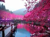 Lake Hot Pink Japan Ancient Trees Asia Beautiful Unique Art Poster Print 4×6 8.5×11 11×17 18×24 24×36 36×48
