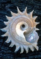 Spiral of life.