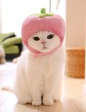This 17-Year-Old Cat Is The Laziest Internet Star In Japan