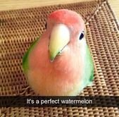 35+ Animal Snapchats That Are Impossible Not To Laugh At – AnimalsBay