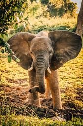 40+ AFRICAN SAFARI ANIMALS TO SEE + Where to See Them!