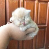 Cute Baby Animals That Will Make You Go ‘Aww’ –  – #Animals #Aww #Baby #Cute