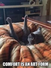 Funny Animal Picture Dump Of The Day 22 Pics