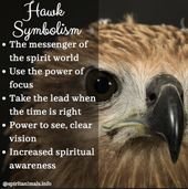 Hawk Spirit Animal