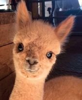 The 100 Cutest Animals Of All Time – List Inspire –   – #animals #cutest #inspir…