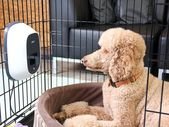 The best tech gadgets for pets