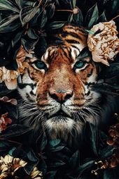 Tiger in the colors of a python.