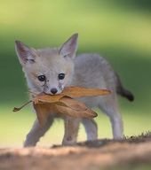 #animalbeautiful #babyfuechse #sein #suess #wahr Der Fuchs ist ein kleiner Eckza…