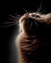 curiosity