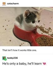 16 Animal Tumblr Posts That Are, Quite Simply, Very Cute