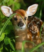 50 Cute Baby Animal Pictures That Feels AWwww – Lava360