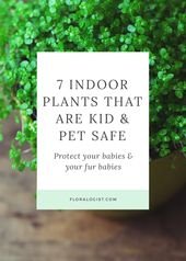 7 Indoor Plants That Are Kids & Pet Safe
