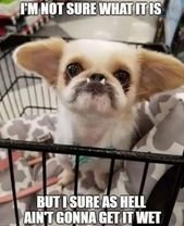 70 Funny Furry Animal Memes To Help You Laugh Away The Day | CutesyPooh