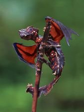 Becko (Satanic Leaf-tailed Gecko + Flying Fox bat) otherwise known as a baby Dra…